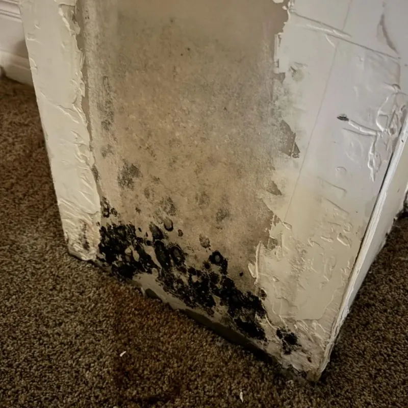 Professional Mold Removal in Narrows, VA